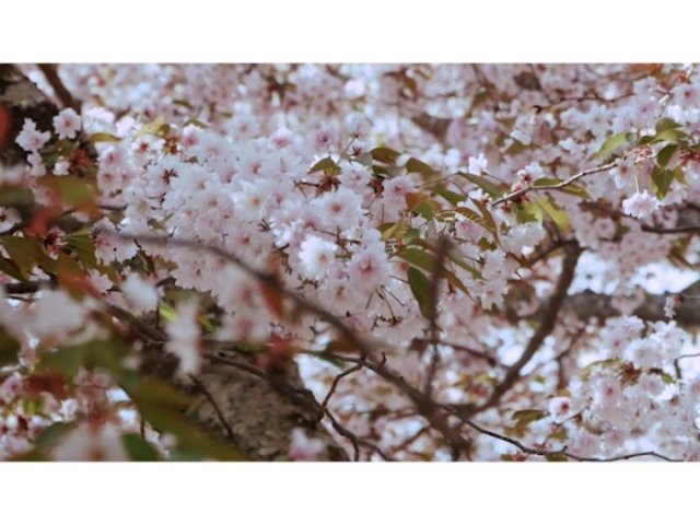 Printemps cerisiers en fleurs amoureux de la nature